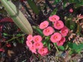 Flowers and flower buds of the christ plant