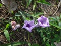 Flowers and flower buds of the mile a minute vine