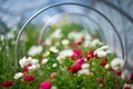 Flowers on the flower farm