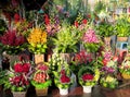 Flowers on the flower market Royalty Free Stock Photo