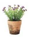 Flowers in flower pot Royalty Free Stock Photo