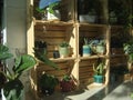 A shelf with pots of flowers in a shop window Royalty Free Stock Photo