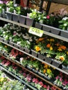 Flowers and Flower Seedlings in a Market Stall on Liberty Avenue, Queens, New York