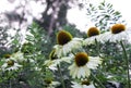 Flowers on the flowerbed, flowers white petals, daisies, greens