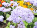 Flowers on a flowerbed in a garden close-up