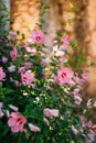 Flowers on the flowerbed of hibiscus tree in the old town of Per