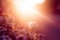 Flowers in a flowerbed pot at sunset. Beautiful flowers at sunset. Evening backlight Royalty Free Stock Photo