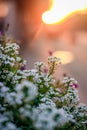 Flowers in a flowerbed pot at sunset. Beautiful flowers at sunset. Evening backlight Royalty Free Stock Photo