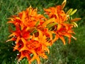 Flowers on the flowerbed. The tiger lily (Lilium lancifolium or Royalty Free Stock Photo