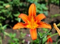 Flowers on the flowerbed. The tiger lily (Lilium lancifolium or Royalty Free Stock Photo