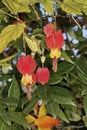 Flowers of flowering maple plant Royalty Free Stock Photo