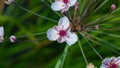 Flowers Flowering rush or Butomus umbellatus at pond macro, selective focus, shallow DOF