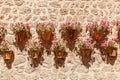 Flowers in flowerpots. Royalty Free Stock Photo