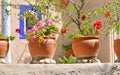 Flowers in flowerpots on a mediterranean terrace.