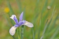 Flowers, flowers, orchids, forest park, forest, park, vegetation, scenery, background, tourism, China, qinghai mutual forest park,