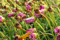 Flowers with folded petals with water drops Royalty Free Stock Photo