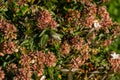 Flowers and foliage of Abelia grandiflora \'Sherwood\' shrub (Glossy Abelia) on Olympic Embankment in Sirius Royalty Free Stock Photo