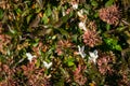 Flowers and foliage of Abelia grandiflora `Sherwood` shrub Glossy Abelia on Olympic Embankment in in Sirius. Royalty Free Stock Photo