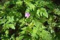 Flowers and foliage of Geranium robertianum Royalty Free Stock Photo