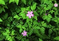 Flowers and foliage of Geranium robertianum. Royalty Free Stock Photo