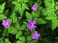 Flowers and foliage of Geranium robertianum. Royalty Free Stock Photo