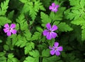 Flowers and foliage of Geranium robertianum. Royalty Free Stock Photo