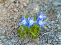 Flowers of forest blue violets in the ground Royalty Free Stock Photo