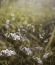 Flowers forest. Floral beautiful background. White flowers bloom in a clearing in the sunshine at sunset on a summer day. Royalty Free Stock Photo