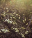 Flowers forest. Floral beautiful background. White flowers bloom in a clearing in the sunshine at sunset on a summer day. Royalty Free Stock Photo