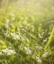 Flowers forest. Floral beautiful background. White flowers bloom in a clearing in the sunshine at sunset on a summer day. Royalty Free Stock Photo