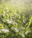 Flowers forest. Floral beautiful background. White flowers bloom in a clearing in the sunshine at sunset on a summer day. Royalty Free Stock Photo