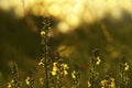 Flowers forest. Floral beautiful background. Yellow flowers bloom in a clearing in the sunshine at sunset on a summer day. Royalty Free Stock Photo