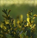 Flowers forest. Floral beautiful background. Yellow flowers in a clearing in the sunshine at sunset on a summer day. Closeup. Royalty Free Stock Photo
