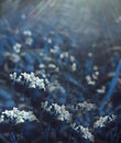 Flowers forest. Floral blue beautiful background. White flowers bloom in a clearing in the sunshine at sunset on a summer day. Royalty Free Stock Photo