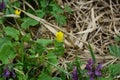 Flowers in the forest. Green grass. Insects. Ants. Macro photography of nature. Vegetation in the clearing Royalty Free Stock Photo