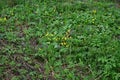 Flowers in the forest. Green grass. Insects. Ants. Macro photography of nature. Vegetation in the clearing Royalty Free Stock Photo