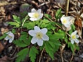 Flowers in the forest - Snowdrop anemone Royalty Free Stock Photo