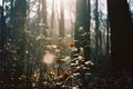 flowers in a forest with sunbeams shining through the trees Royalty Free Stock Photo