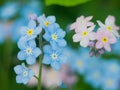 Flowers forget-me-nots blue and pink as a concept of boy and girl attitude of the sexes of love and harmonious relations Royalty Free Stock Photo