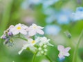 Flowers forget-me-nots blue and pink as a concept of boy and girl attitude of the sexes of love and harmonious relations Royalty Free Stock Photo
