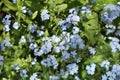 Flowers forget-me-nots Royalty Free Stock Photo