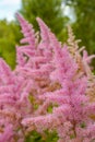 Flowers in the form of fluffy pink inflorescences Royalty Free Stock Photo