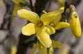 Flowers of Forsythia of TÃÂ¢rgu Jiu-Romania 297