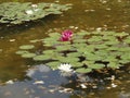 Flowers in the fountain