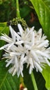 the flowers of the fragrant coffee tree