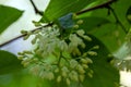 Flowers of a fragrant epaulette tree, Pterostyrax hispida