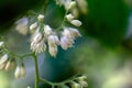 Flowers of a fragrant epaulette tree, Pterostyrax hispida