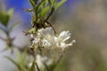 Flowers of a fragrant honeysuckle, Lonicera fragrantissima