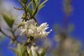 Flowers of a fragrant honeysuckle, Lonicera fragrantissima