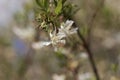 Flowers of a fragrant honeysuckle, Lonicera fragrantissima